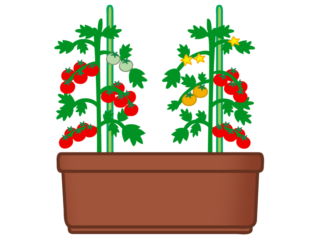 Illustration of cherry tomatoes growing in a planter box with support stakes (red and yellow fruits)