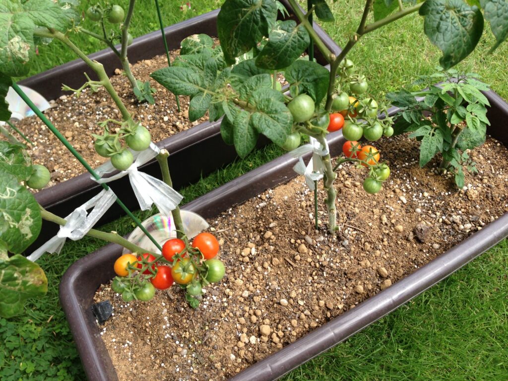 Cherry tomatoes growing in planter boxes, showing both ripening red and green fruits.