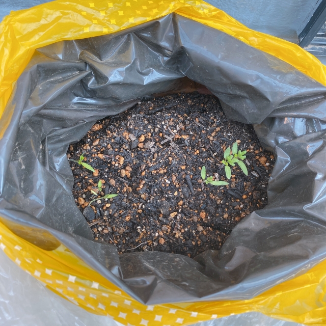 Tomato seedlings sprouting in a yellow plastic grow bag – early stage of grow bag cultivation