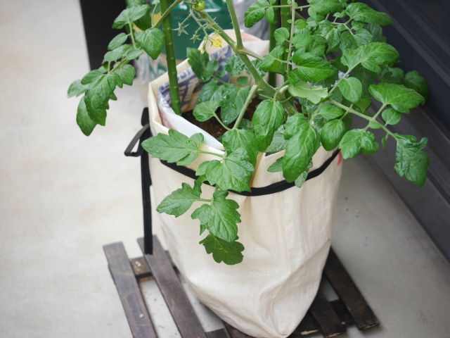 Cherry tomato plant growing in a fabric grow bag on a wooden platform