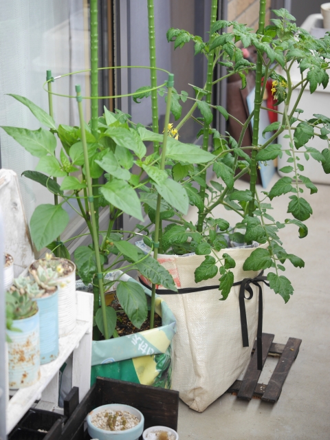 Balcony vegetable garden with cherry tomatoes and peppers grown in grow bags