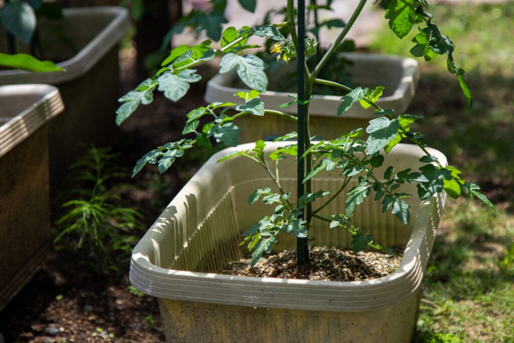 Young cherry tomato plant growing upright in a planter box with a support stake.