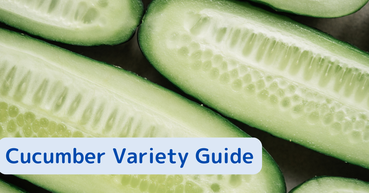 Fresh cucumber slices – variety guide image for cucumber types around the world