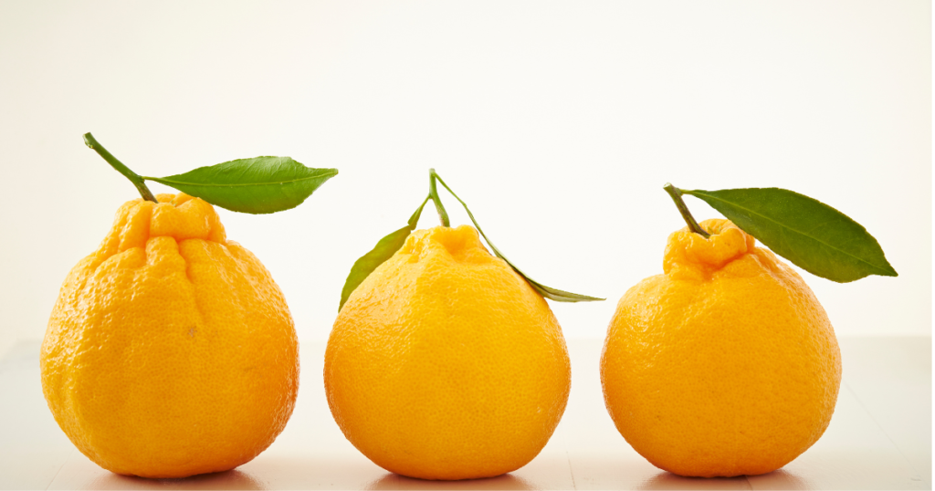 Three wrinkled yellow citrus fruits with leaves, resembling dekopon