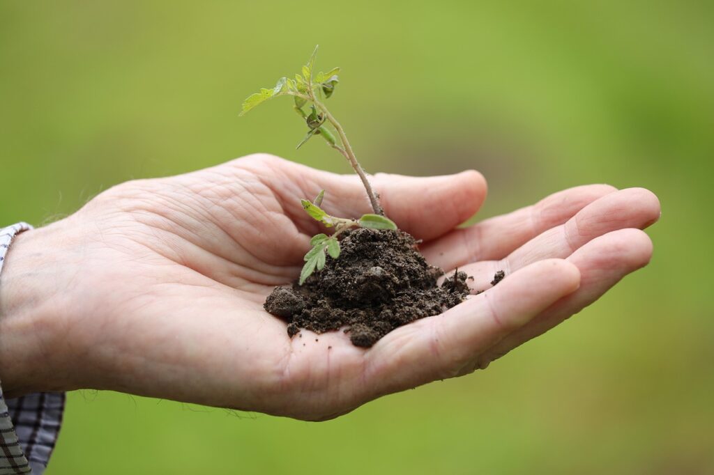 A young cherry tomato seedling with soil held in a person's hand, ready for planting.