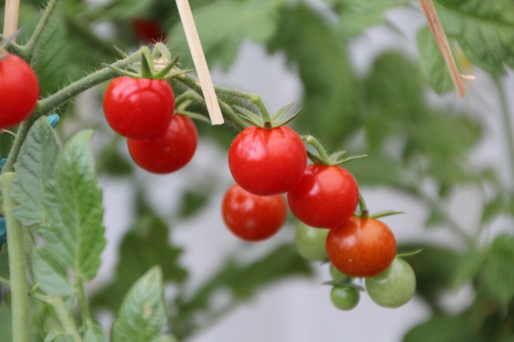 Close-up of cherry tomatoes on the vine, with both ripe red and unripe green fruits.